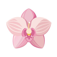 Fototapeta na wymiar flower exotic pastel pink orchid