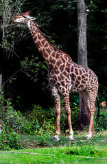 Giraffe eats leaves near the fence. The tallest living terrestrial animal and the largest ruminant....