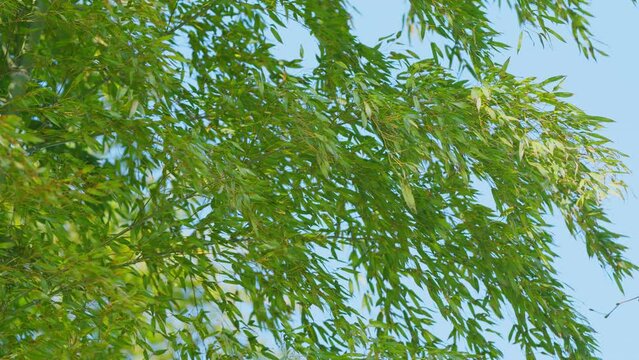 Exotic Lush Green Bamboo Trees. Green Bamboo Leaf Against Sunlight With Blue Sky Background.