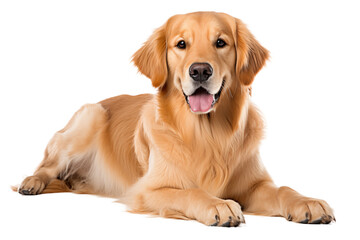 Cute Golden Retriever dog isolated on transparent background