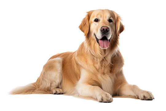Cute Golden Retriever dog isolated on transparent background