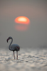 Greater Flamingos in the early morning hours at Asker coast, Bahrain