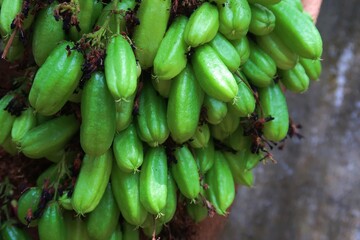 Averrhoa bilimbi or Irumban puli is a local fruit in South India  Asia which has high oxalic acid...