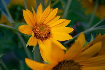 bee sipping nectar on sunflower