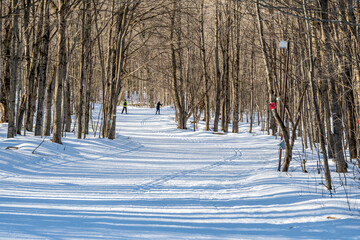 nordic ski trail groomed for  both skate and classic cross country skiing through a beautiful...