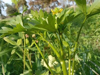 ranunculus muricatus plant or rough-fruited buttercup plant or  spinyfruit buttercup plant