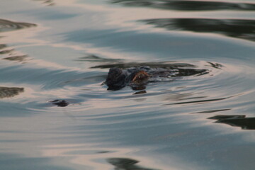 crocodile in the water