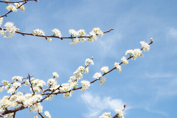 Spring Time