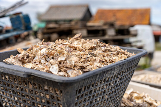 panier de coquilles d'huitre pour recyclage