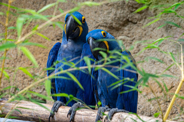 couple de ara bleu en calin © bockelbam