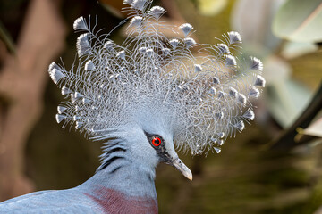 goura de victoria de profil © bockelbam