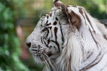 portrait de profil d'un tigre blanc
