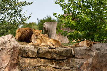 groupe de 2 lionnes assises à l'ombre