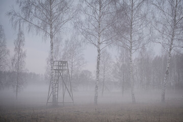 Hunting tower, misty morning fog, tall majestic birch trees. Latvia free nature forest landscape