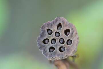 lotus pod flowers