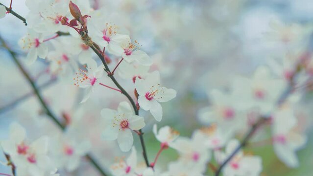 Blossom Plum Tree. Blossoming Branches Of Cherry Plum. Light Shining Through Leaves.