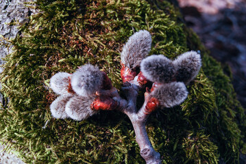 willow buds on forest moss © Less Nick