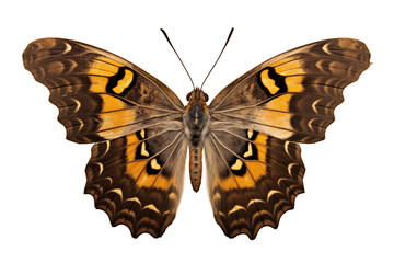 Colorful butterfly close up view insect photo isolated on transparent background.