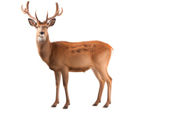 elegant stag or dear photo isolated on transparent background.