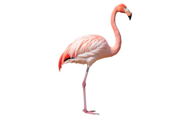 flamingo photo isolated on transparent background.