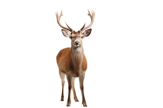 elegant stag or dear photo isolated on transparent background.