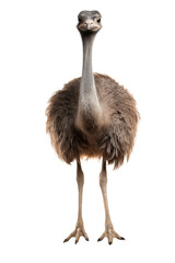 ostrich photo isolated on transparent background.