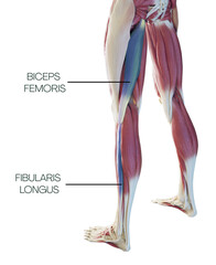 Lower part of the spiral line - fibularis longus, biceps femoris