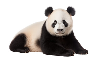 Naklejka premium panda bear photo isolated on transparent background.