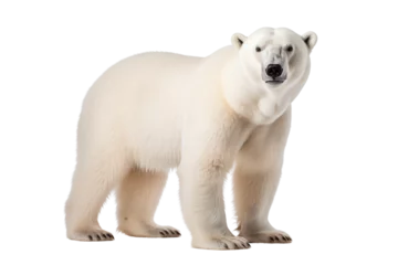 Foto op Canvas polar bear photo isolated on transparent background. © kitinut