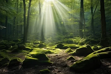 Zelfklevend Fotobehang Sunlight filtering through dense forest, ideal for nature-themed designs © Fotograf
