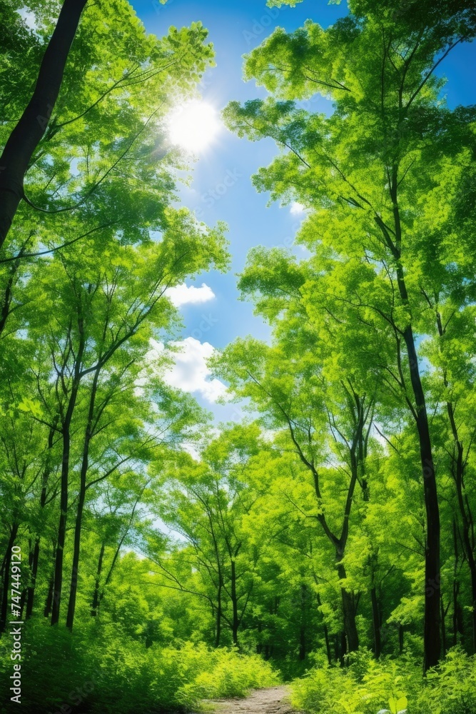 Poster sunlight shining through trees in a forest. suitable for nature and outdoor themes