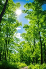 Fototapeta premium Sunlight shining through trees in a forest. Suitable for nature and outdoor themes