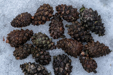 Winter with pine cones on snow