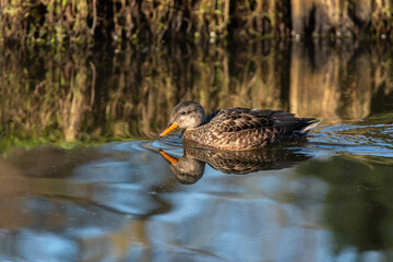 Side portrait of an adult female gadwall (Anas strepera) swimming in calm water - 747451155