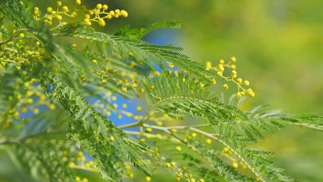 Floral Nature Background. Yellow Gold Flowering Mimosa Tree. Holiday Spring Flower Gold Mimosa Blossom. Still.