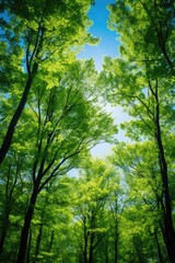 Obraz premium Dense forest with abundant green trees, perfect for nature backgrounds