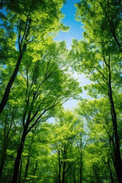 Dense forest with abundant green trees, perfect for nature backgrounds