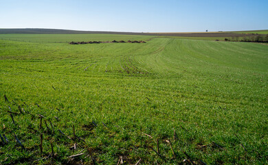 Large meadow on a sunny day in the Ardennes, Belgium
