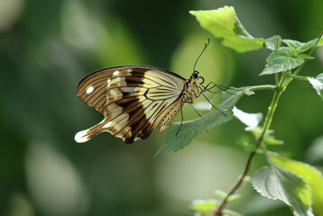 Schein-Schwalbenschwanz - African swallowtail
