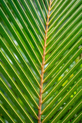 Tropical palm tree leaf