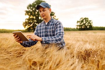 Smart farming and digital agriculture. Farmer working with Tablet on wheat field.