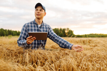 Naklejka na ściany i meble Smart farming and digital agriculture. Farmer working with Tablet on wheat field.