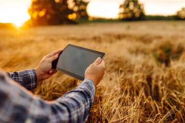 Smart farming and digital agriculture. Farmer working with Tablet on wheat field.