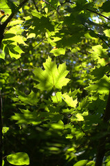 Fototapeta na wymiar Green maple leaves on tree branches in the deep forest in the beautiful sun light rays