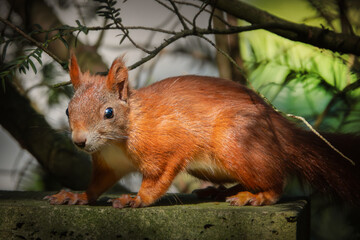Neugierig schauendes Eichhörnchen