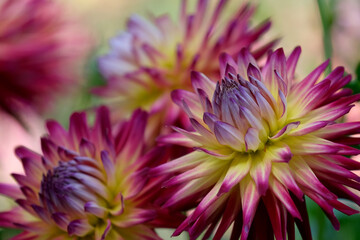 Close up of Dahlia flower