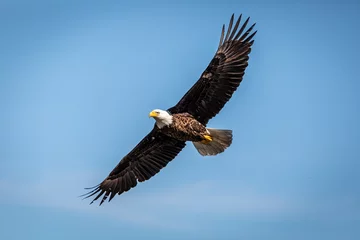 Muurstickers bald eagle © Bob