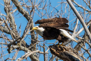 bald eagle