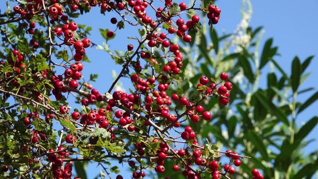  red fruits at the hawthorn in the natue in autumn