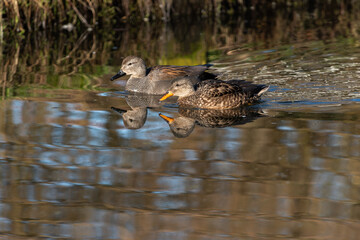 An adult pair of gadwalls (Anas strepera) swims along the shore in calm water and is reflected in it - 747460126